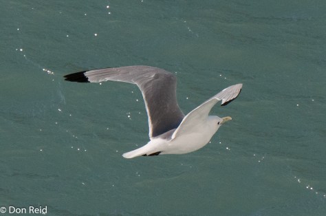 Black-legged Kittiwake, Glacier Bay