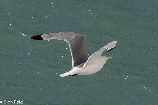 Black-legged Kittiwake, Glacier Bay
