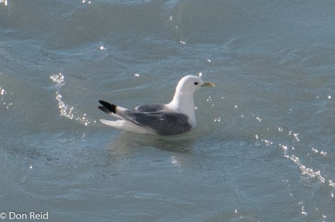 Black-legged Kittiwake, Glacier Bay