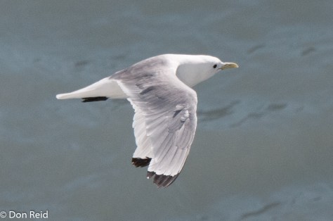 Black-legged Kittiwake, Glacier Bay
