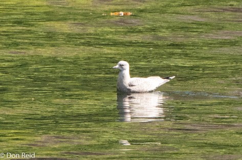 Ivory Gull, Ketchikan