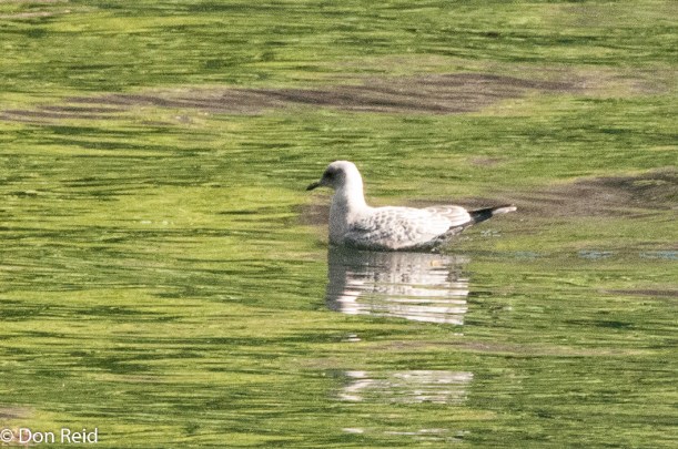 Ivory Gull, Ketchikan