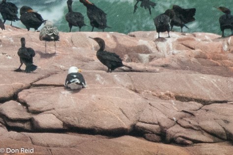 Greater Black-backed Gull amongst the Cormorants, Cape Breton