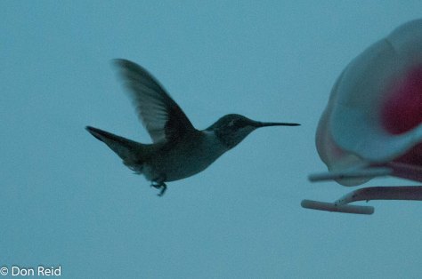 Ruby-throated Hummingbird (through a window)