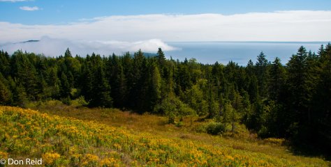 Trees of New Brunswick