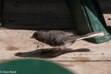 This Dark-eyed Junco joined us at lunch in Fundy National Park