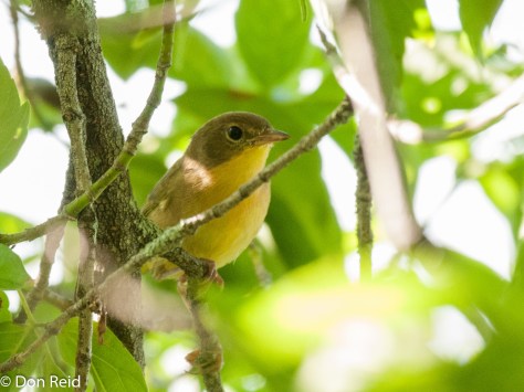 Possible Mourning Warbler