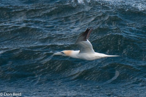 Northern Gannet