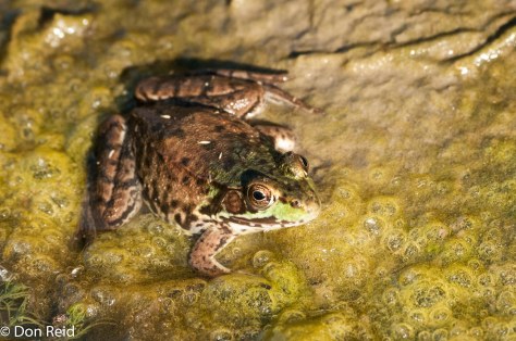 We were greeted on arrival by a handsome prince - just a pity he had been transformed to this
