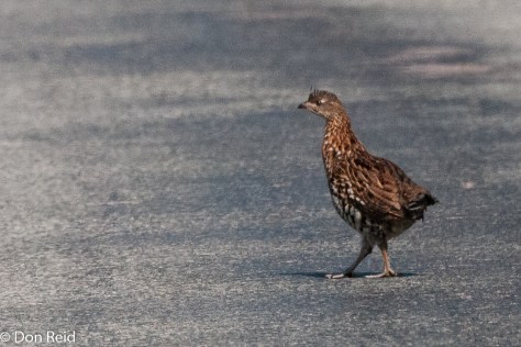 Ruffed Grouse (why did it cross the road?)