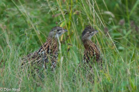 Ruffed Grouse, Cape Breton