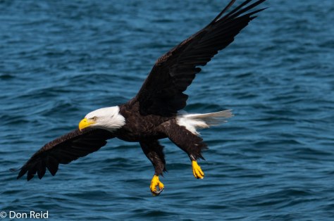 Bald Eagle approaching