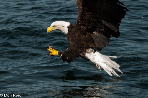 A split second before the fish is grabbed by those fierce talons