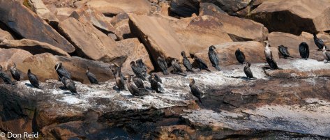 Cormorants - Bird Islands