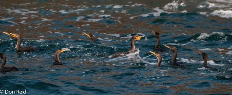 Cormorants at Bird Islands