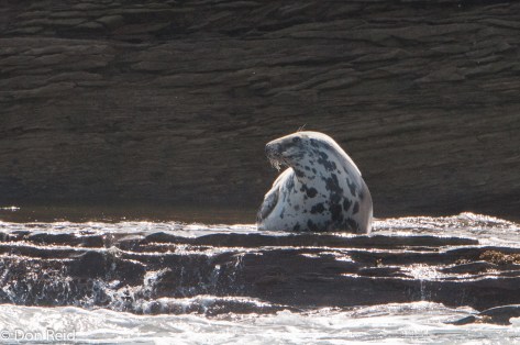 Grey Seal at Bird Islands