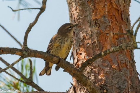 Yellow-rumped Warbler
