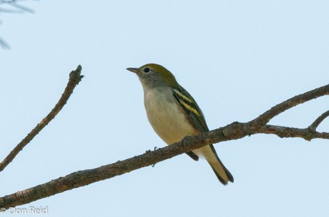 Probable Pine Warbler