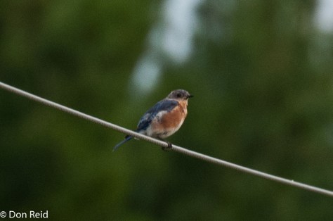 Eastern Bluebird