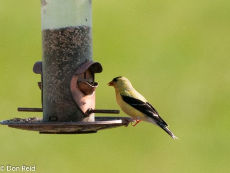American Goldfinch