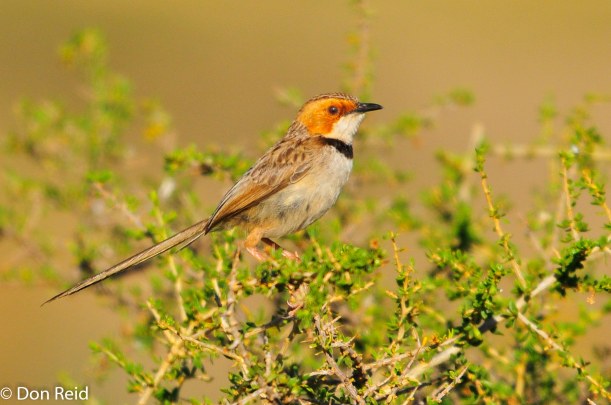 Rufous-eared Warbler, Orange River Lodge