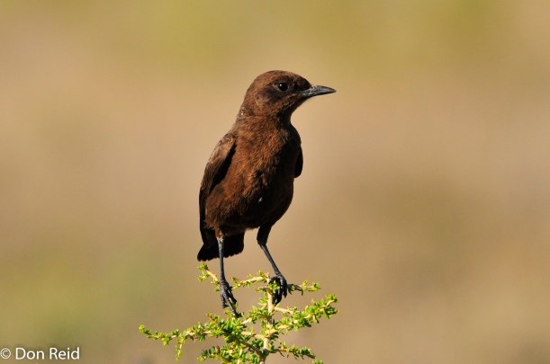 Ant-eating Chat, Orange River Lodge