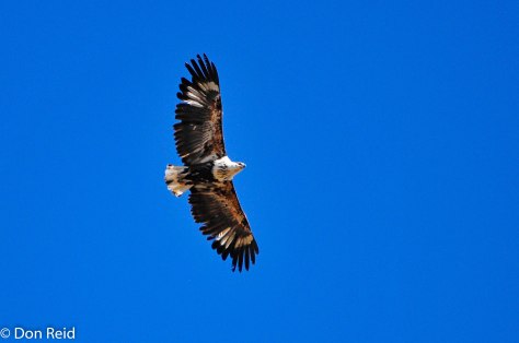 African Fish-Eagle (Juvenile), Orange River Lodge