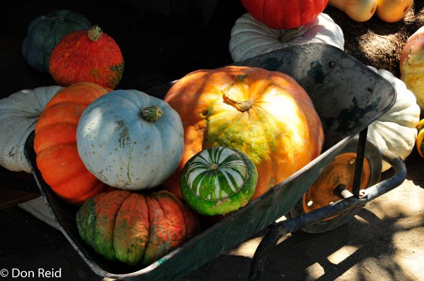 Array of pumpkins at the Saturday market, Prince Albert