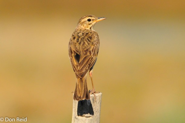 African Pipit, Prince Albert