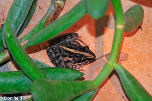 Cape River Frog on the patio, Prince Albert