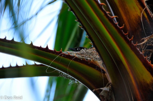 Cape Bulbul on nest, Prince Albert