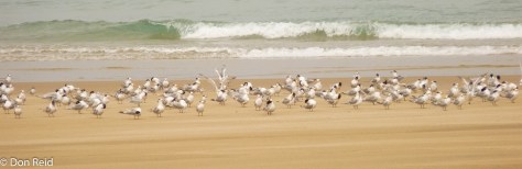 Mixed Terns, Lighthouse beach Barra