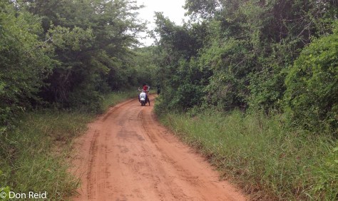 A road through Panda Woodland
