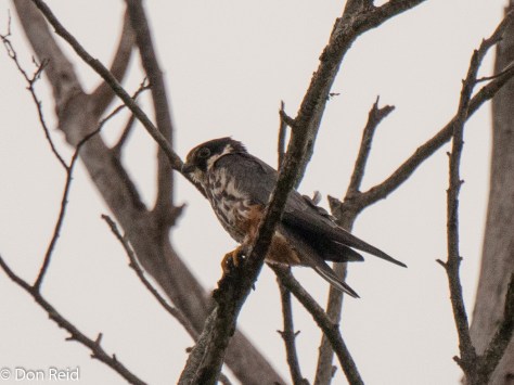 Eurasian Hobby, Macia