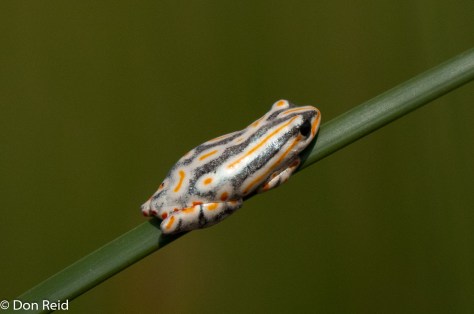 Reed Frog