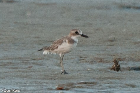 Lesser Sand Plover