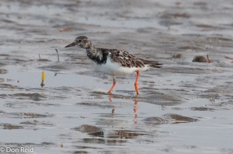 Ruddy Turnstone, Barra mudflats