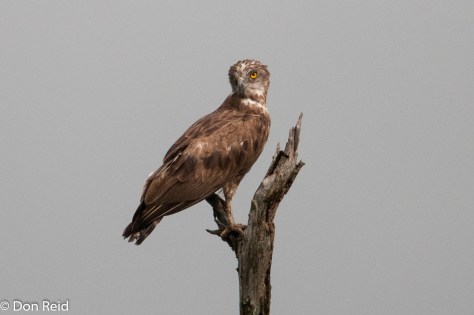 Brown Snake-Eagle