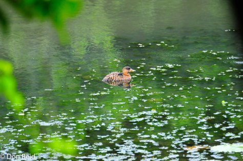 White-backed Duck, Muirhead dam