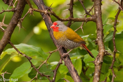 Green-winged Pytilia - fairly common in the Pafuri area