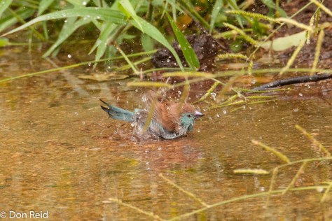 Blue Waxbill bathing