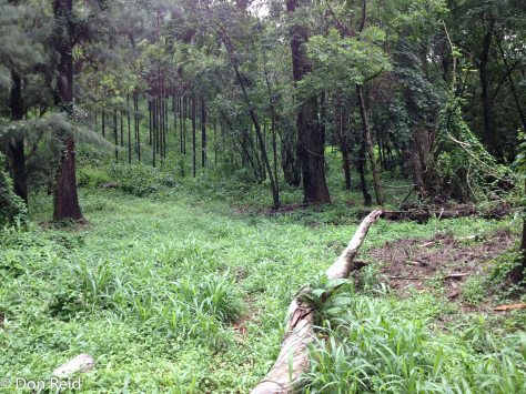 Entabeni forest - lush after good rains