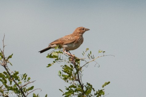 Fawn-coloured Lark