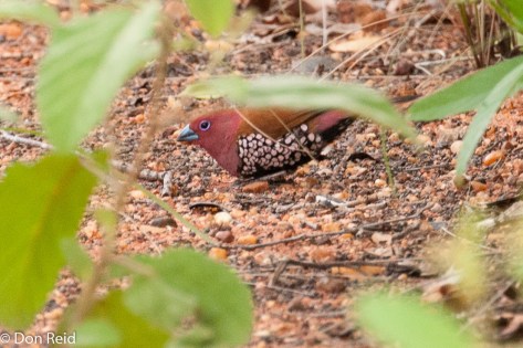 Pink-throated Twinspot, Moz border KNP