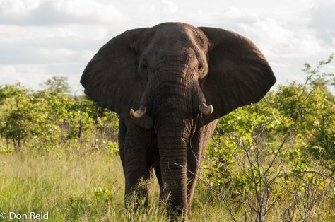 African Elephant daring us to come closer