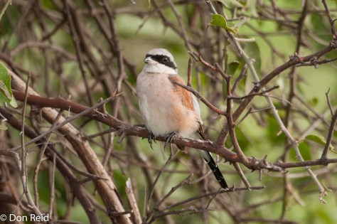 Red-backed Shrike, Summer visitor to Southern Africa from Europe