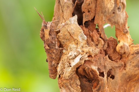 Locust - very well disguised (clue - it's on the left)