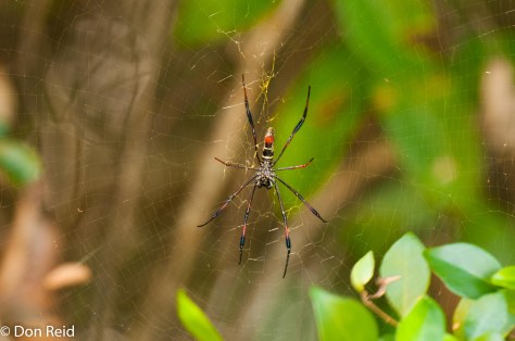 Golden Orb Spider
