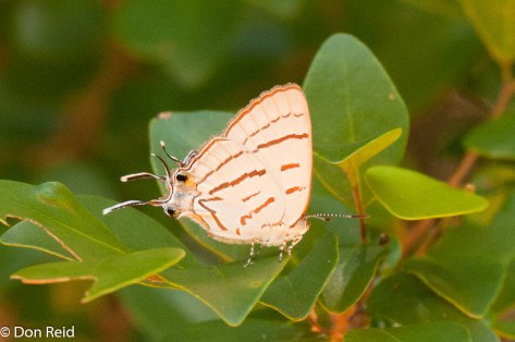 Buxton's Hairstreak. Hair tails are used to deceive predators (see where it's actual front end is)