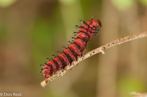 Caterpillar